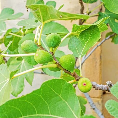 無花果種植陽台|陽台果樹種植指南：在陽台上種植無花果、草莓、百香果等 